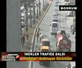 YOLA ÇIKAN İNEKLER MOBESE'DE...KANALF