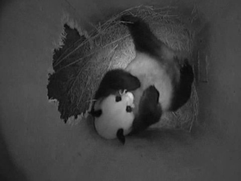 Un nouveau bébé panda est né au Zoo de Schönbrunn