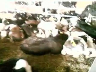 hayvanciyiz.biz satılık sanal hayvan pazarı