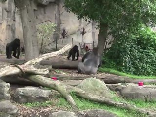 Le Père Noël est déjà passé dans un zoo australien