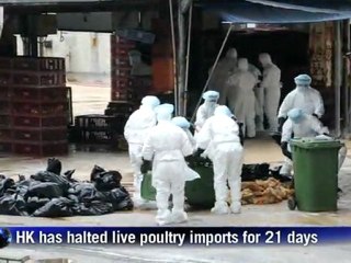 Gripe aviária em Hong Kong
