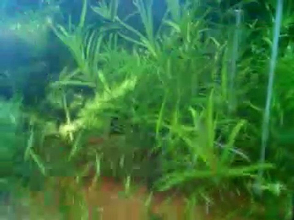 mon aquarium 60l