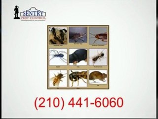 Pest Control San Antonio