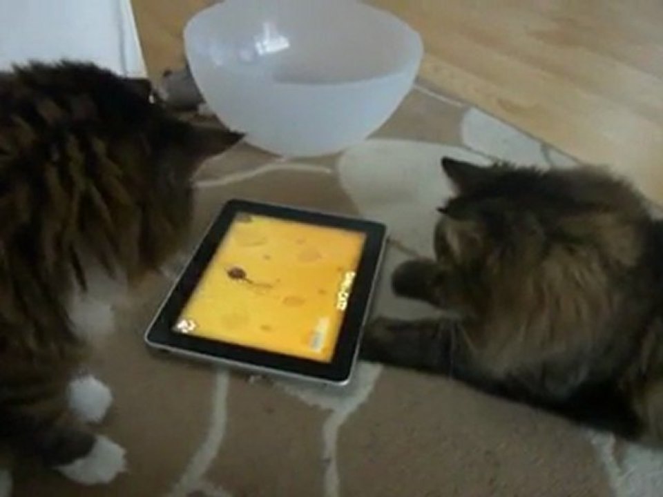 Cats playing