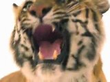 MX vs ATV Reflex (PS3) - Tiger trailer