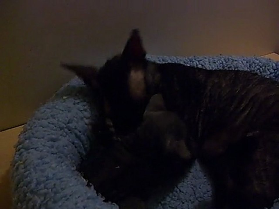 DIABLESSE et sa petite