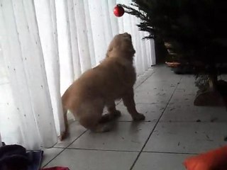 Joyeux sapin de Noel