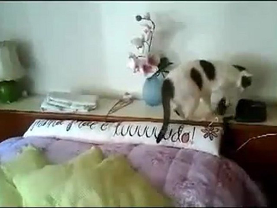 Katze geht ans Telefon