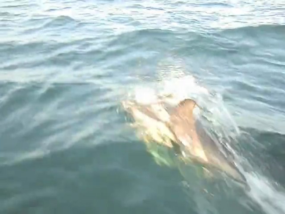 Dauphins en Bretagne entre Lorient et Ile de Groix