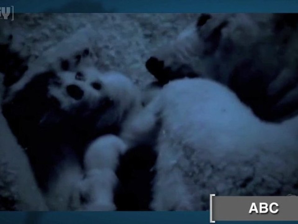 Die BBC würde angeklagt das sie eine kleine, weiße Lüge gegeben haben.