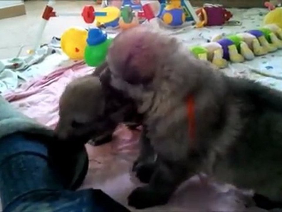 BB novembre Indiana-3 semaines