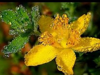 Gölge - sahibini arayan mektuplar 1