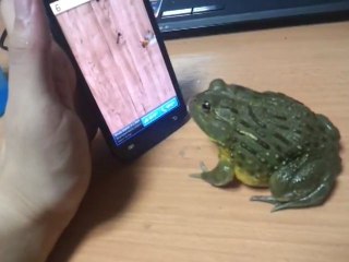 Crapaud qui joue au téléphone