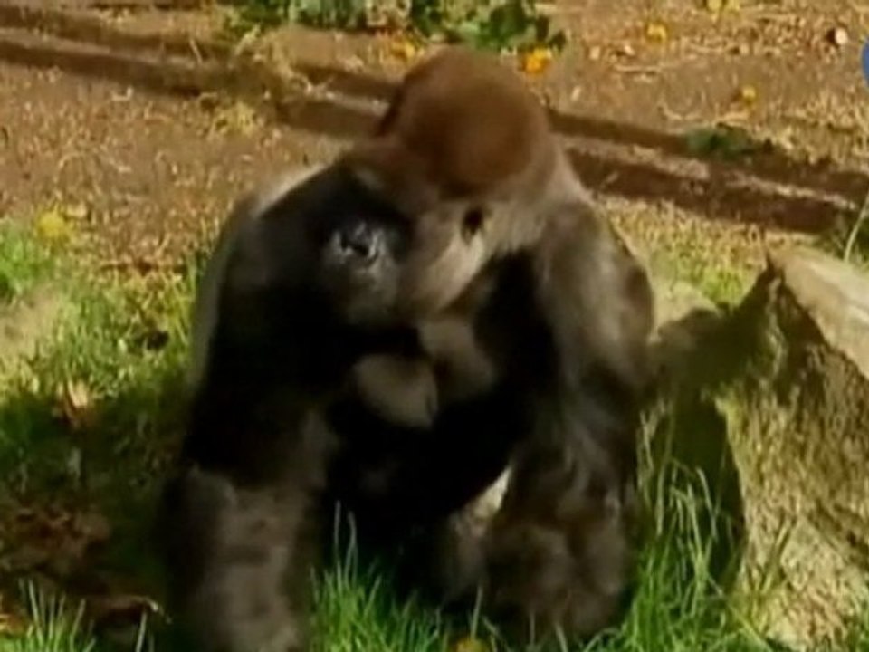 La nueva atracción del zoo Taronga de Sídney, una auténtica monada!!!