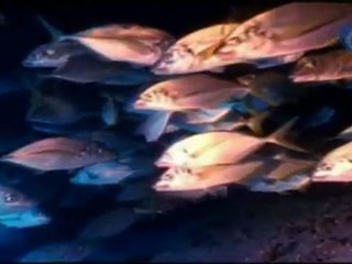 Las mejores fotografías submarinas en la isla de El Hierro
