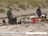 Más de 35 ballenas piloto aparecen muertas en la costa irlandesa