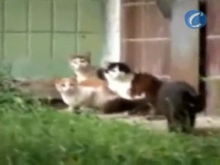 Rata valiente se enfrenta a cuatro gatos... y vence