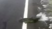 Insólito: Salmones cruzando una carretera