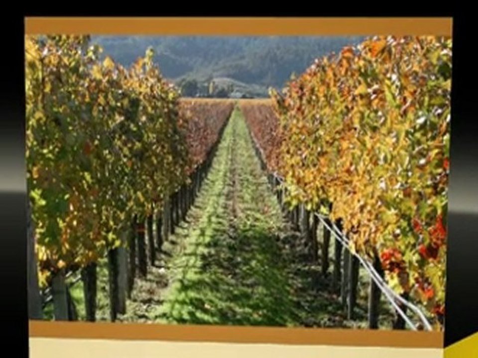Purchasing Opus One Wine Online
