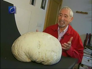 Encuentran, en Palencia, una seta de casi ocho kilos