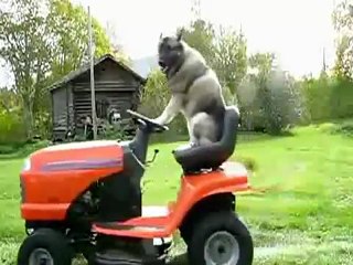 Chien conduit un tracteur