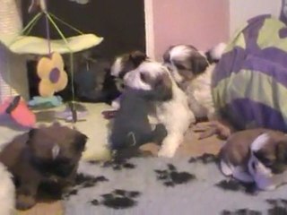 Les bébés d'Escapade et d'Elégance 2011