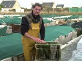 Des ormeaux d'élevage bretons pour les réveillons de chefs