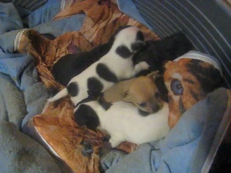les bébé de bibi