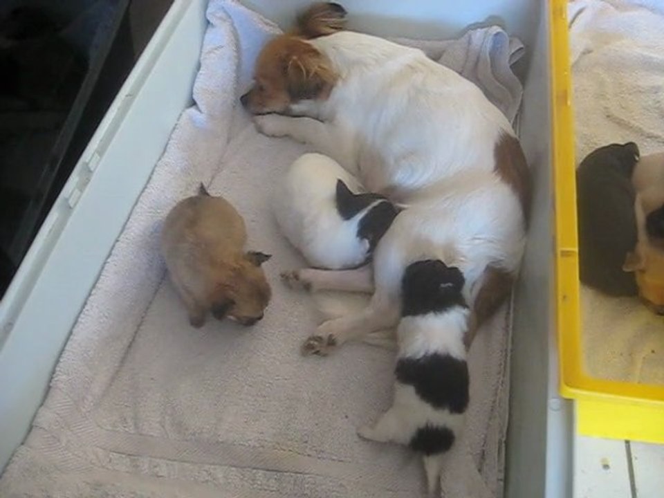 pelcuhe et ses bébé