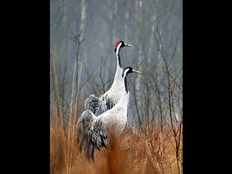 Muhsin Tozlu - Bir Sevenim Varmı Benim - 31