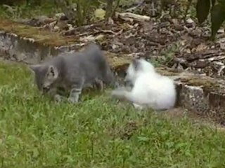 Schneewittchen.. die weisse Katze