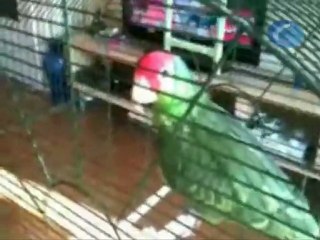 Un loro imita el sonido de una vuvuzela