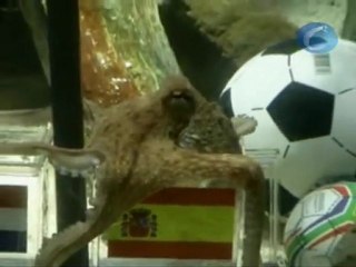 El pulpo Paul paraliza todas las redacciones de los medios de España