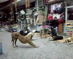 köpeklerin efendisi kemeraltında