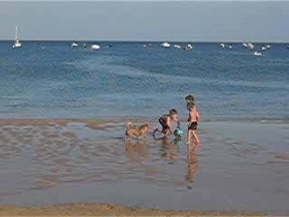 chien qui joue au foot