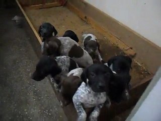 Ferma Kurzhaar Kennel Toplu Yavrular