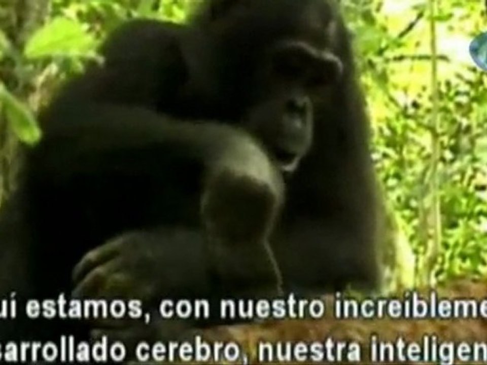 Jane goodall: "me sorprende nuestra destructividad"