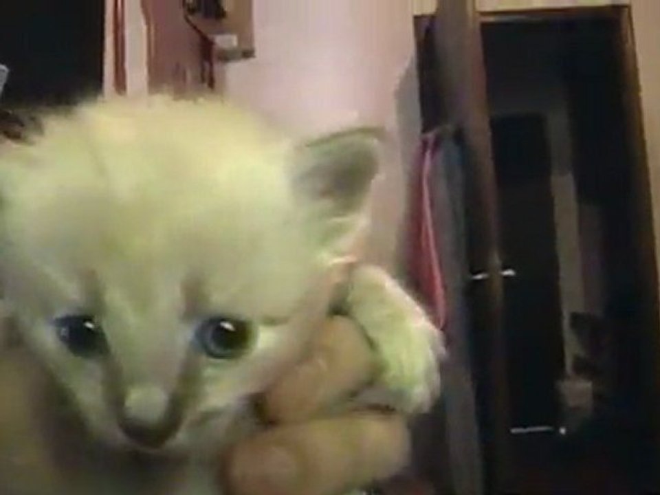 Gatinhos da Gatona 05/12/2011