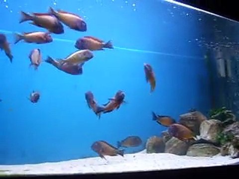 Tropheus ilangi firari yavru.