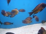 Tropheuslar yavru balık yer mi?
