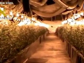 Desmantelan una plantación de marihuana en una casa de Novelda (Alicante)