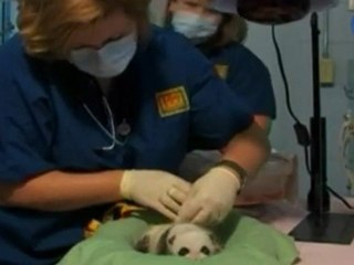 Un nuevo panda "gigante" en el zoo de Atlanta