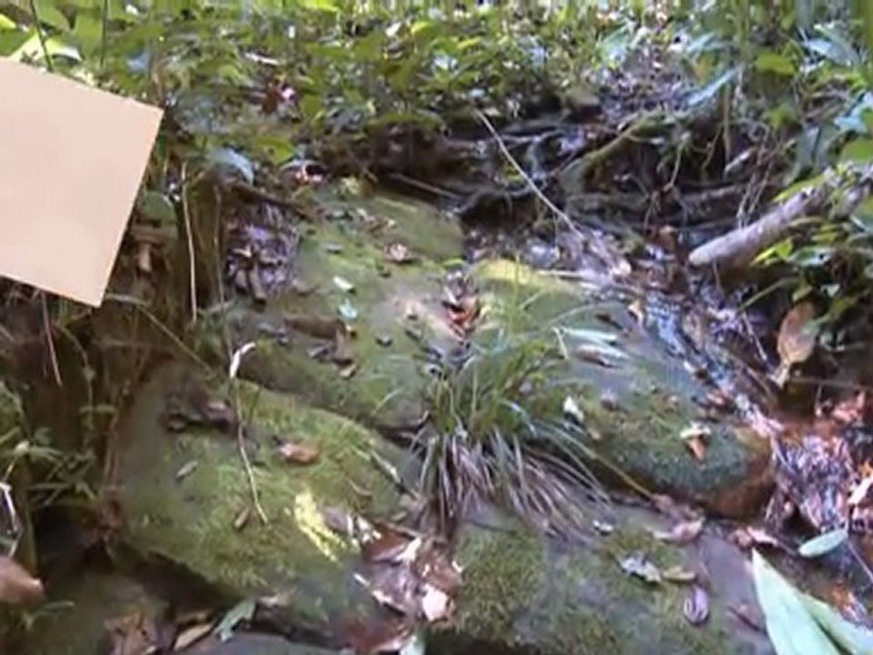 Willy, Epifania y los petroglifos - WEP