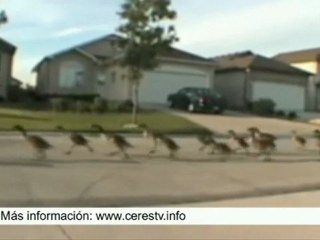 Invasión de gansos en urbanización norteamericana