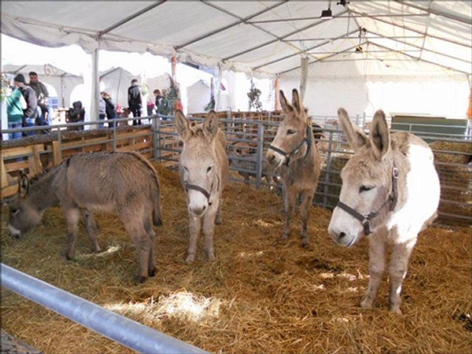 Un Joyeux Noël de Carcassonne 11 Aude ( France ) .