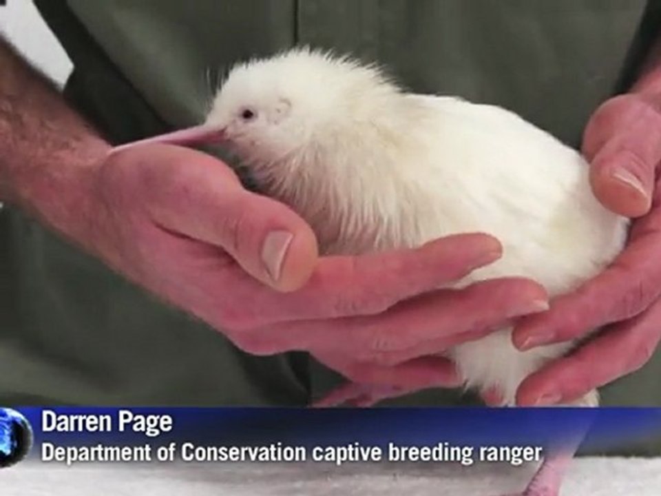 Second rare white kiwi hatches in New Zealand