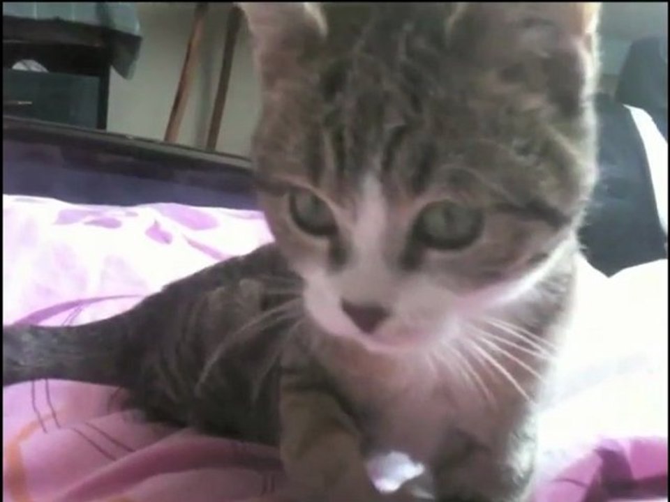 Mirabelle, notre nouveau chat