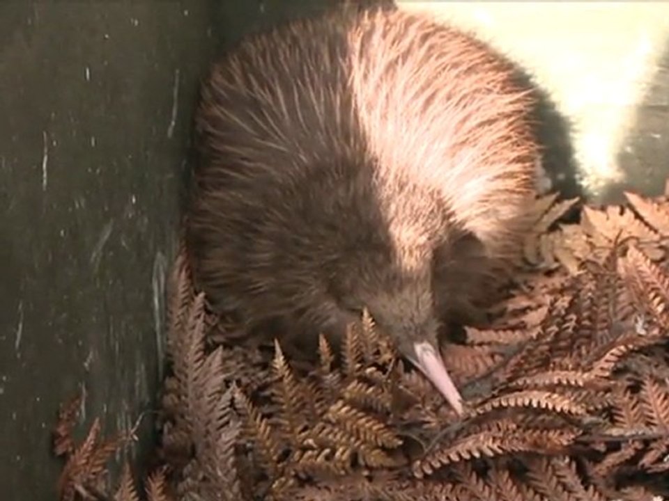 Weiße Weihnachten für Vogelfans: Kiwi-Küken in Neuseeland