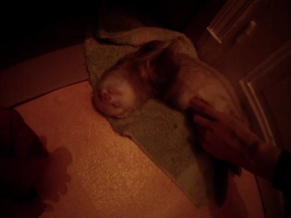 Mr Kuma vous souhaite de bonne fetes