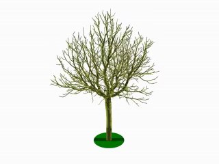 Dynamique et architecture de l’arbre